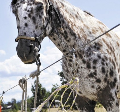 4e51762c7fb52.image Courtesy: West Yellowstone News