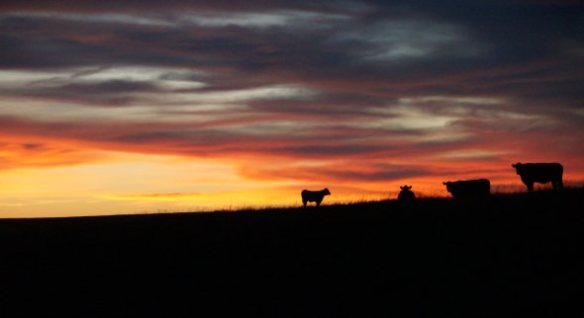 Cows at Sunset